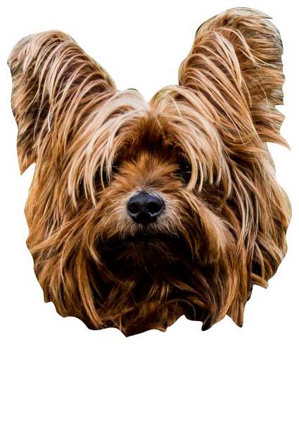 Autosticker hond Yorkshire terrier met naam