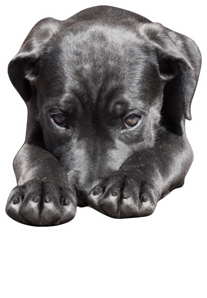 Autosticker hond zwarte Labrador liggend met naam