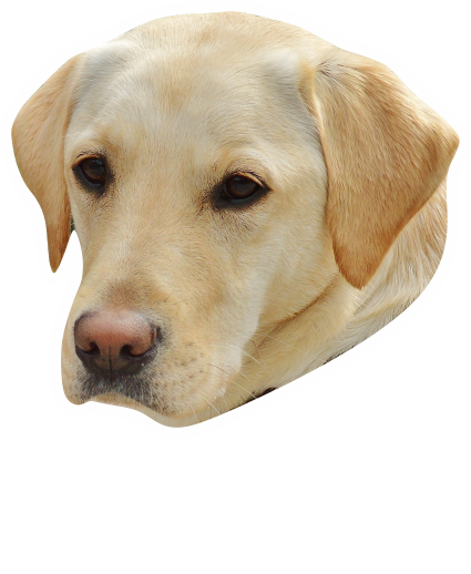Autosticker hond gele Labrador retriever met naam