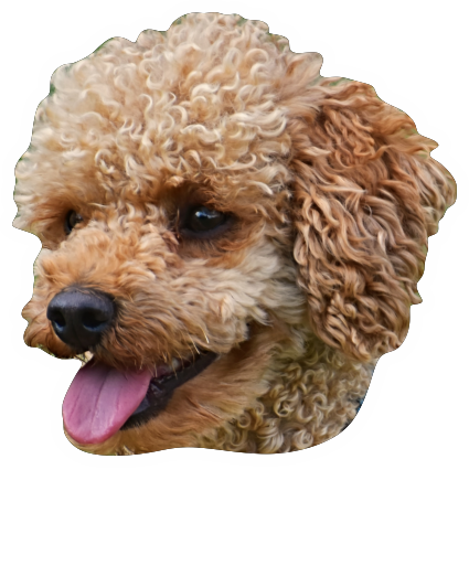 Autosticker hond poedel met naam