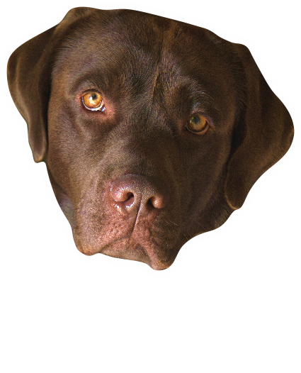 Autosticker hond bruine Labrador retriever met naam