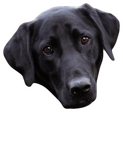 Autosticker hond zwarte Labrador retriever met naam