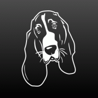 Kop basset hound