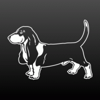 basset hound