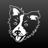 Border collie