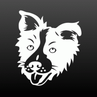 Border collie donker