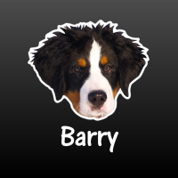 hond-Berner Sennenhond puppy met naam