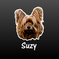 hond Yorkshire terrier met naam