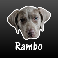 Weimarse staande hond Weimaraner met naam