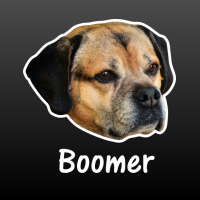 hond Beagle met naam