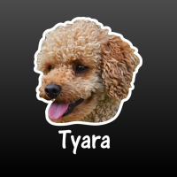 hond poedel met naam